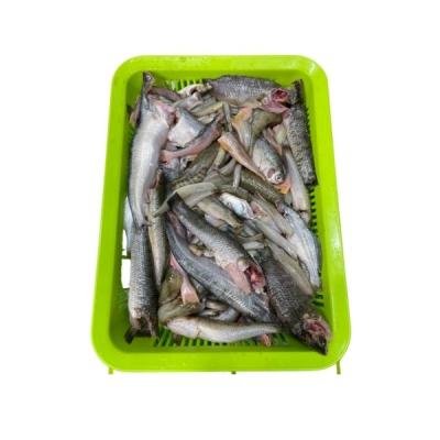 পাঁচমিশালি